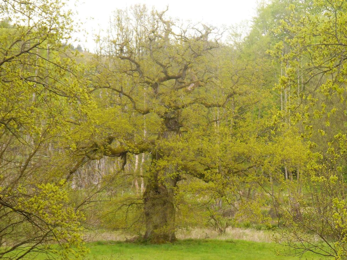 Ferienhaus-Uckermarkblick Rosenow  Dış mekan fotoğraf