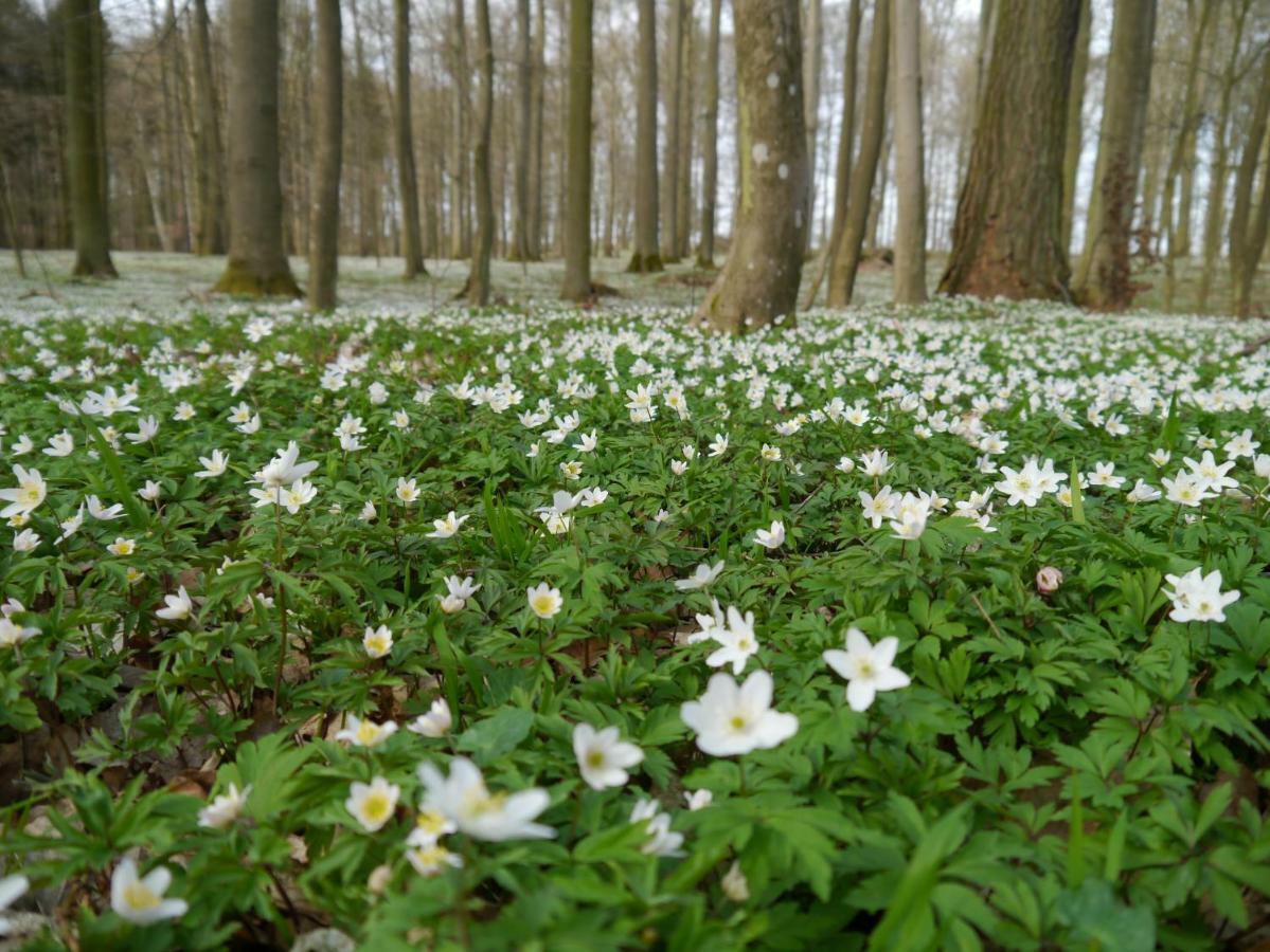 Ferienhaus-Uckermarkblick Rosenow  Dış mekan fotoğraf